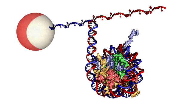 Image of DNA strands being manipulated