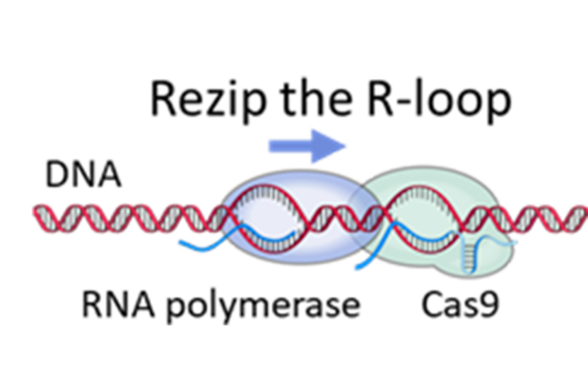 Rezip the R-loop diagram of DNA and RNA polymerase with Cas9