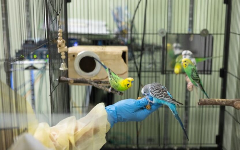 Budgerigar parrots get a treat of millet in Cornell's Corson Hall aviary